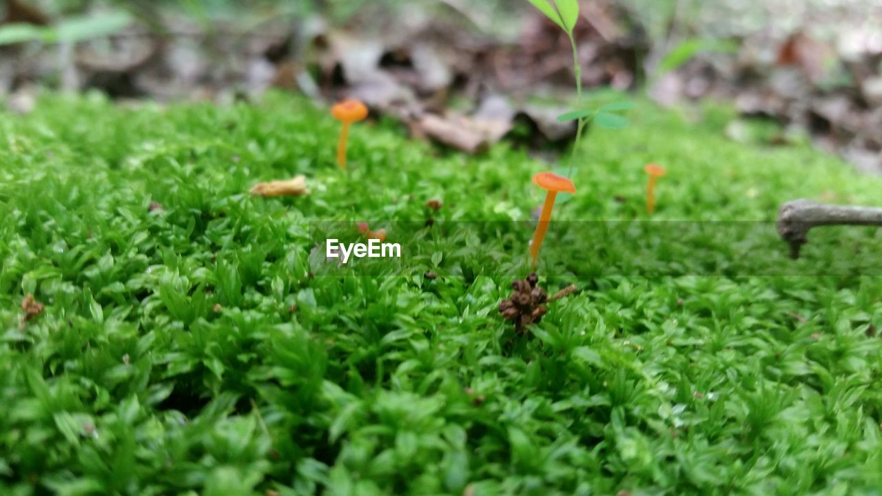 CLOSE-UP OF PLANTS GROWING ON FIELD