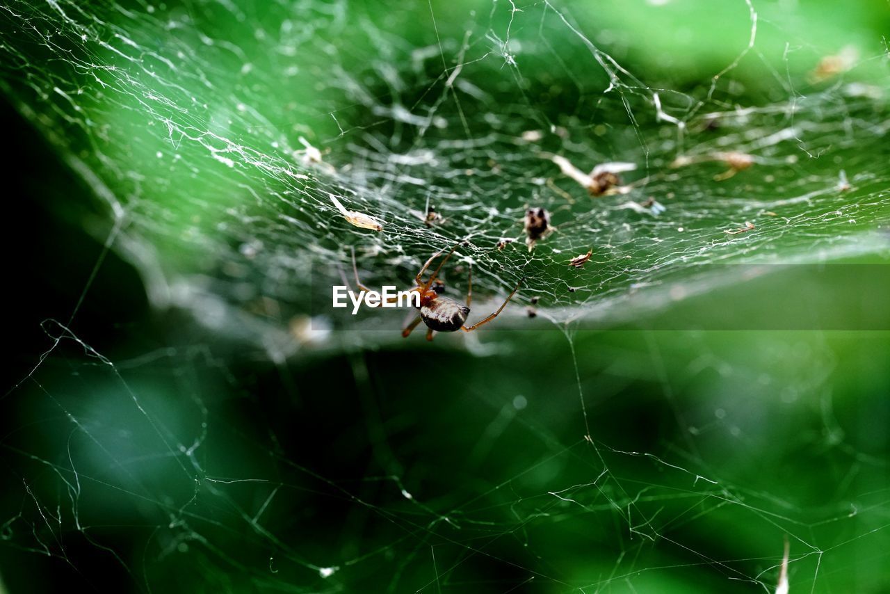 Close-up of spider on web