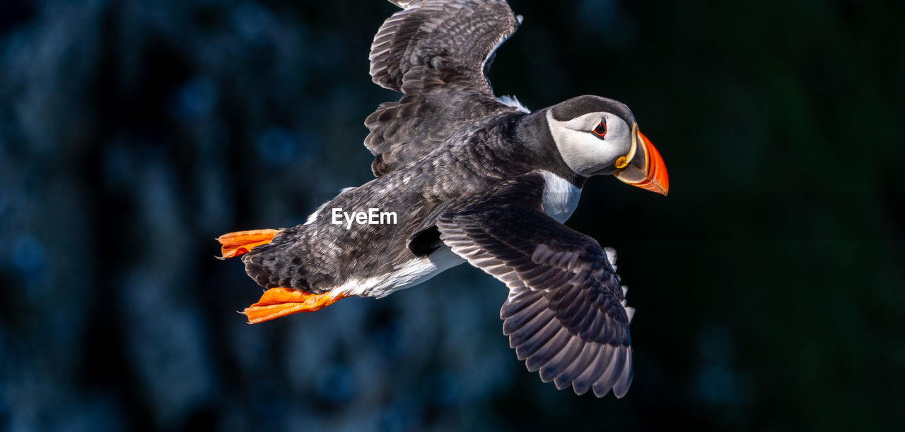 bird, animal, animal themes, animal wildlife, flying, wildlife, spread wings, bird of prey, beak, one animal, animal body part, nature, puffin, no people, mid-air, wing, motion, animal wing, eagle, outdoors, focus on foreground