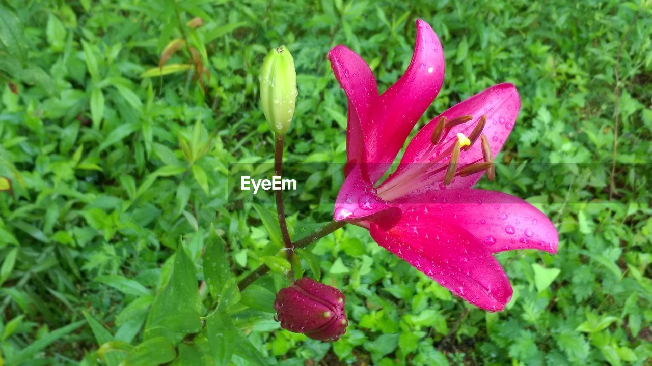 CLOSE UP OF RED FLOWER