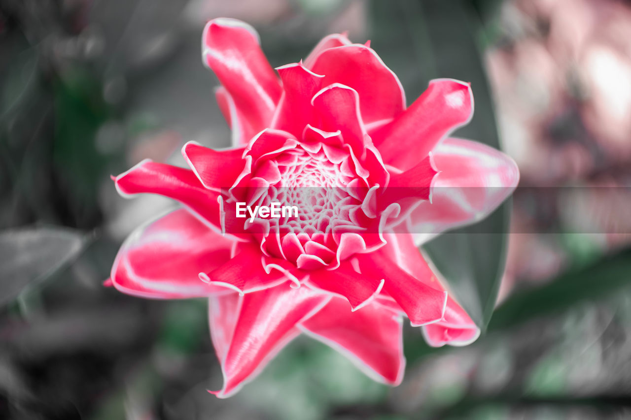 Close-up of pink rose