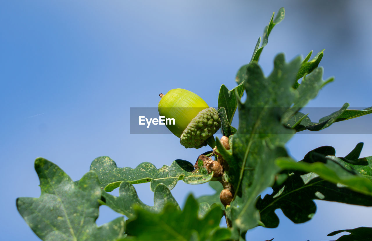 LOW ANGLE VIEW OF FRUIT GROWING ON PLANT AGAINST SKY