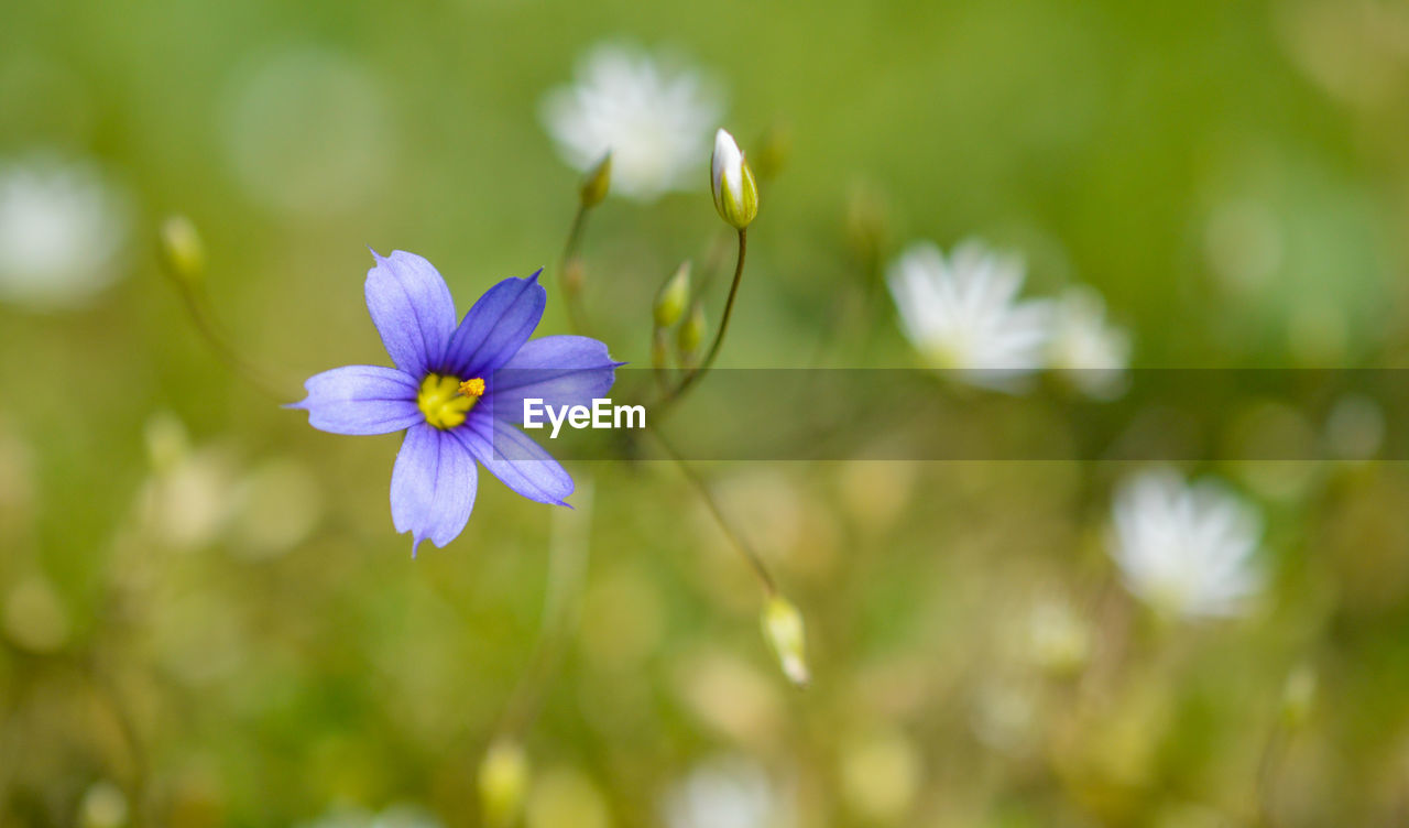 CLOSE-UP OF PURPLE FLOWER