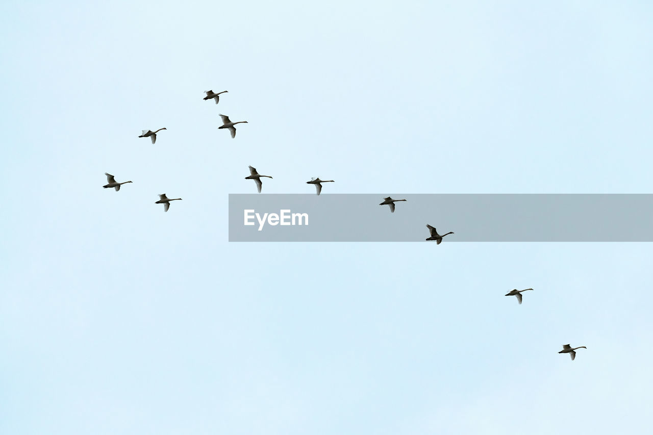 Flock of birds, swans flying high in blue sky. flight in v-formation. freedom, speed, teamwork