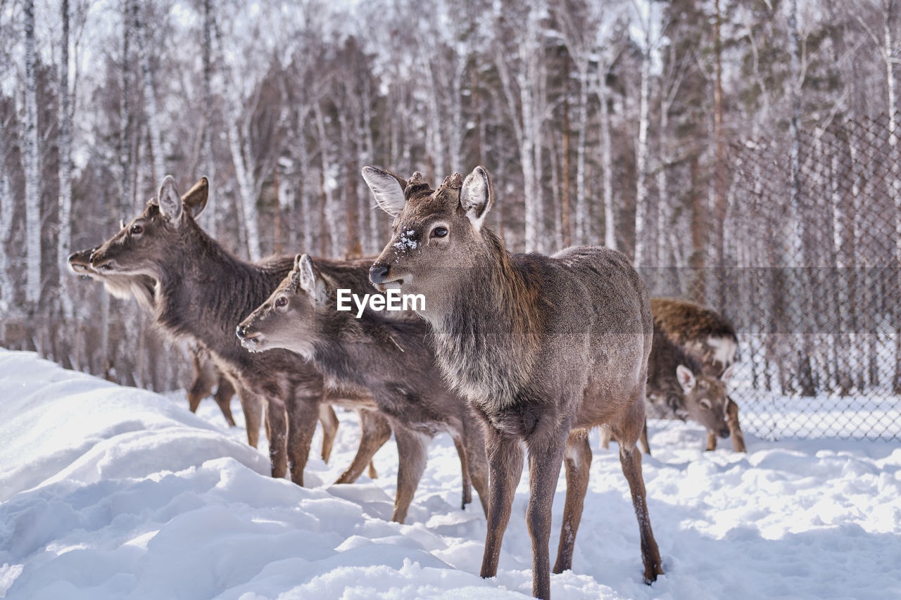 A few spotted deer on a farm on a background of winter forest.