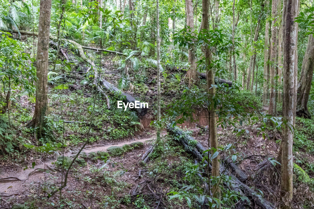 VIEW OF TREES IN FOREST