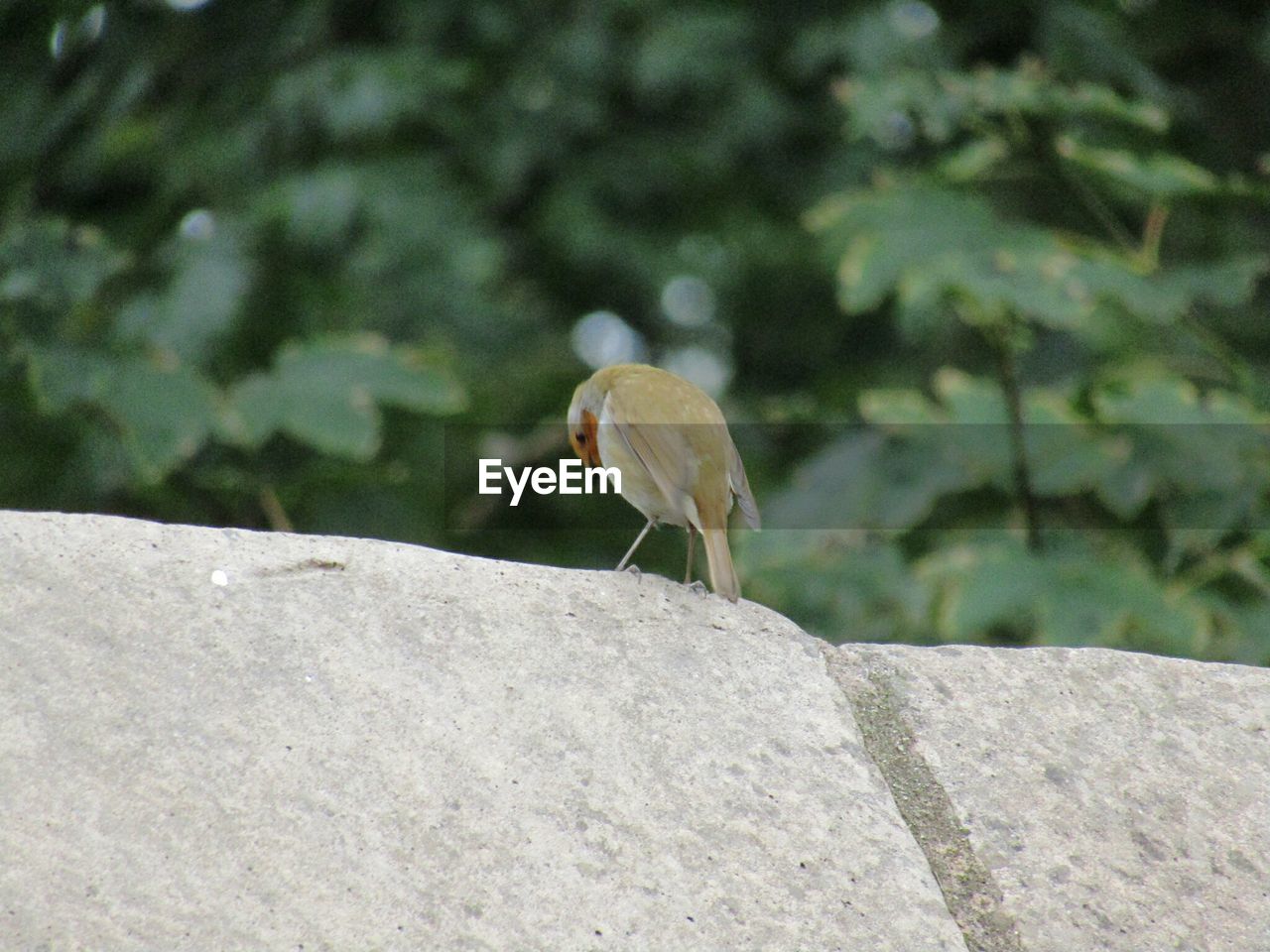 Robin out in the wild