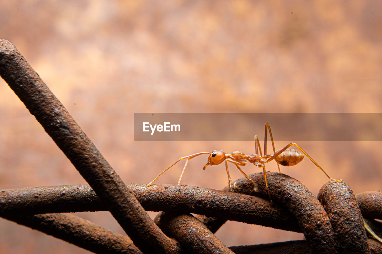 Close-up of insect on rusty metal fence