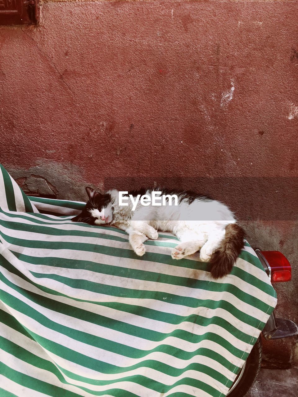 HIGH ANGLE VIEW OF CAT SLEEPING