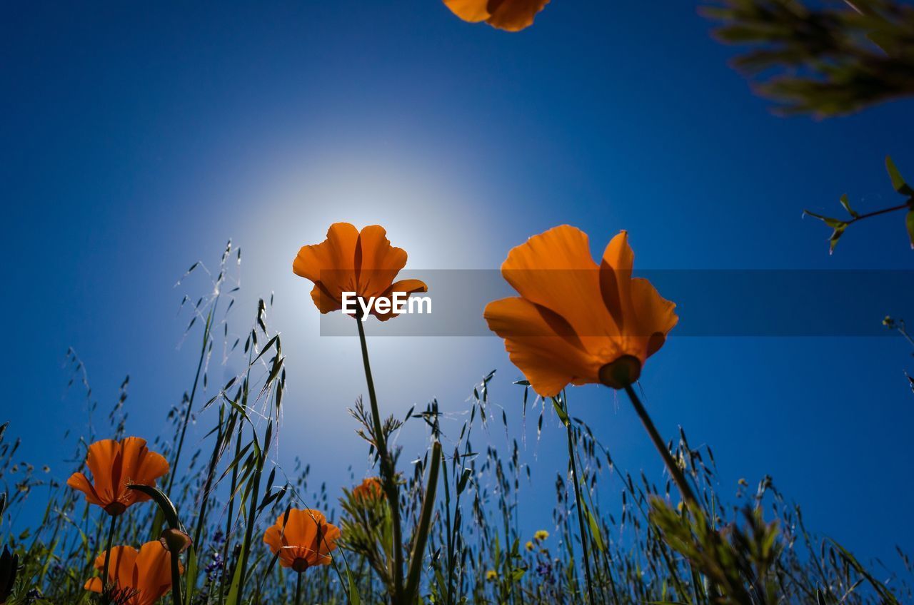 Low angle view of orange flowers blooming against clear sky