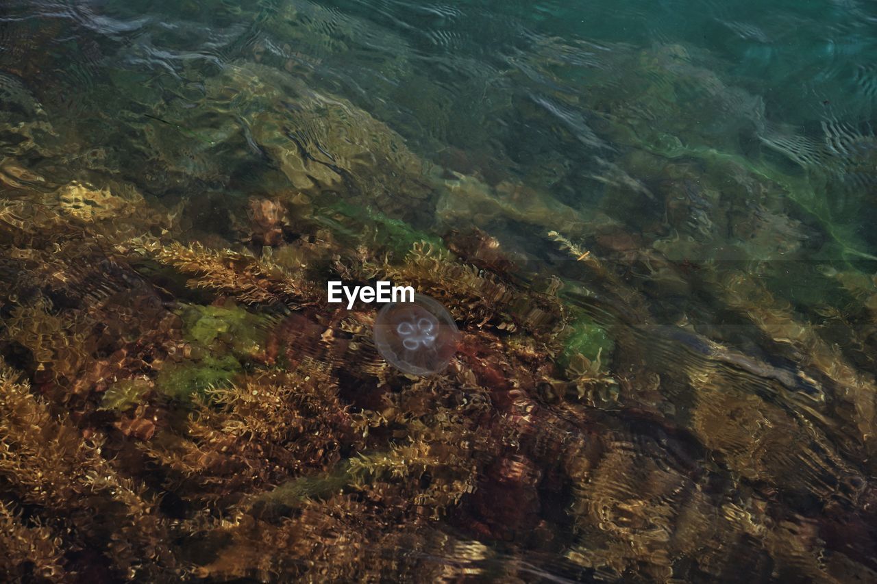 HIGH ANGLE VIEW OF FISH UNDERWATER