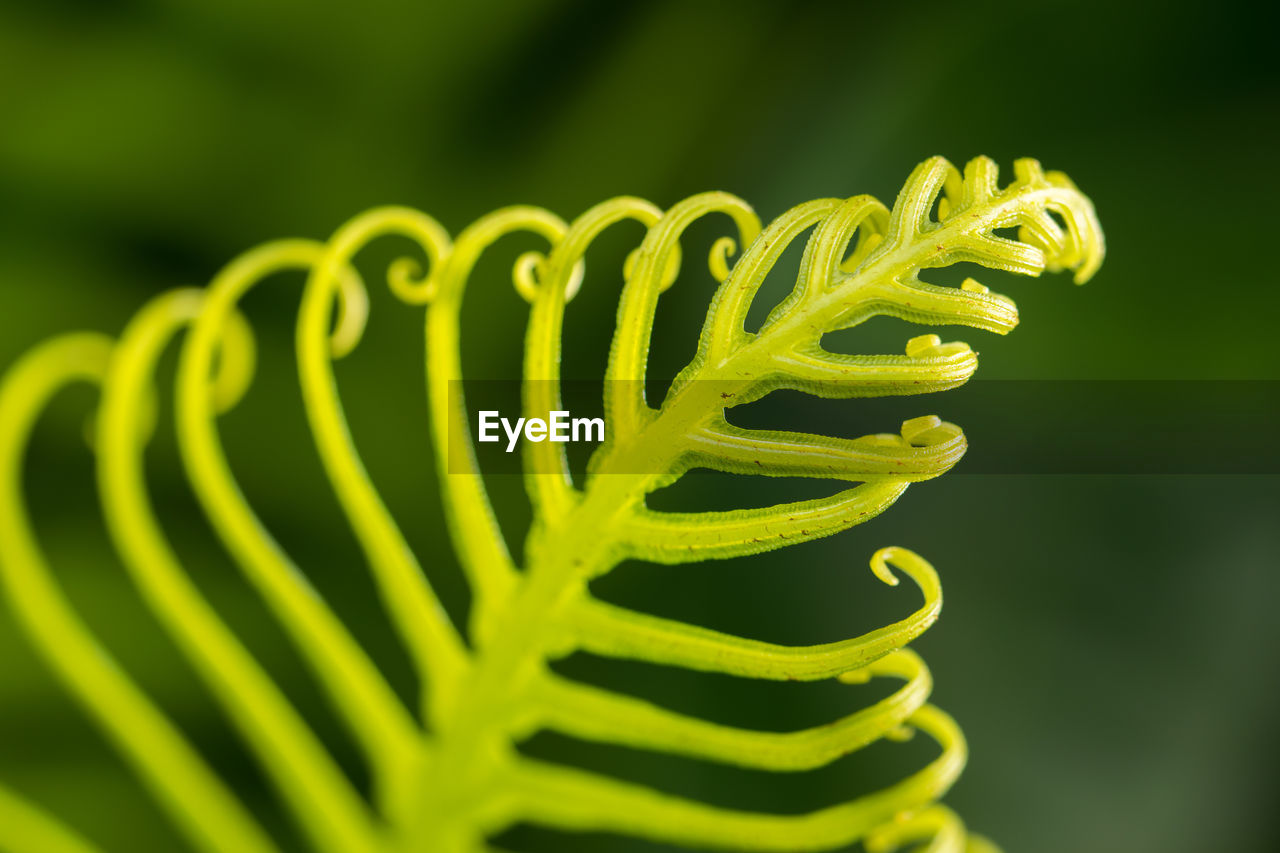 Close-up of green fern