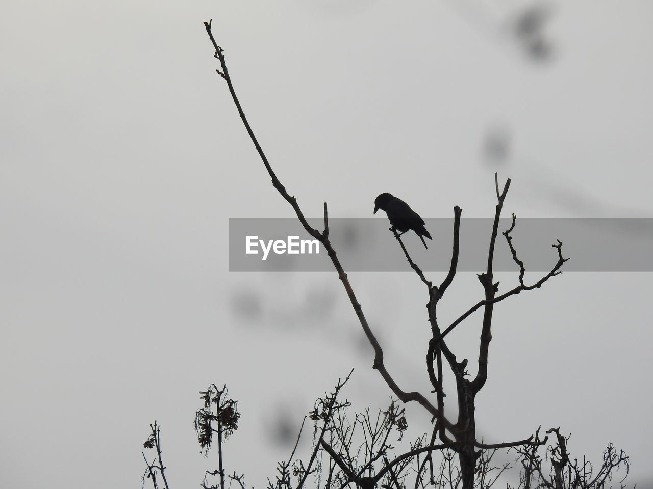 LOW ANGLE VIEW OF BIRD PERCHING ON BRANCH