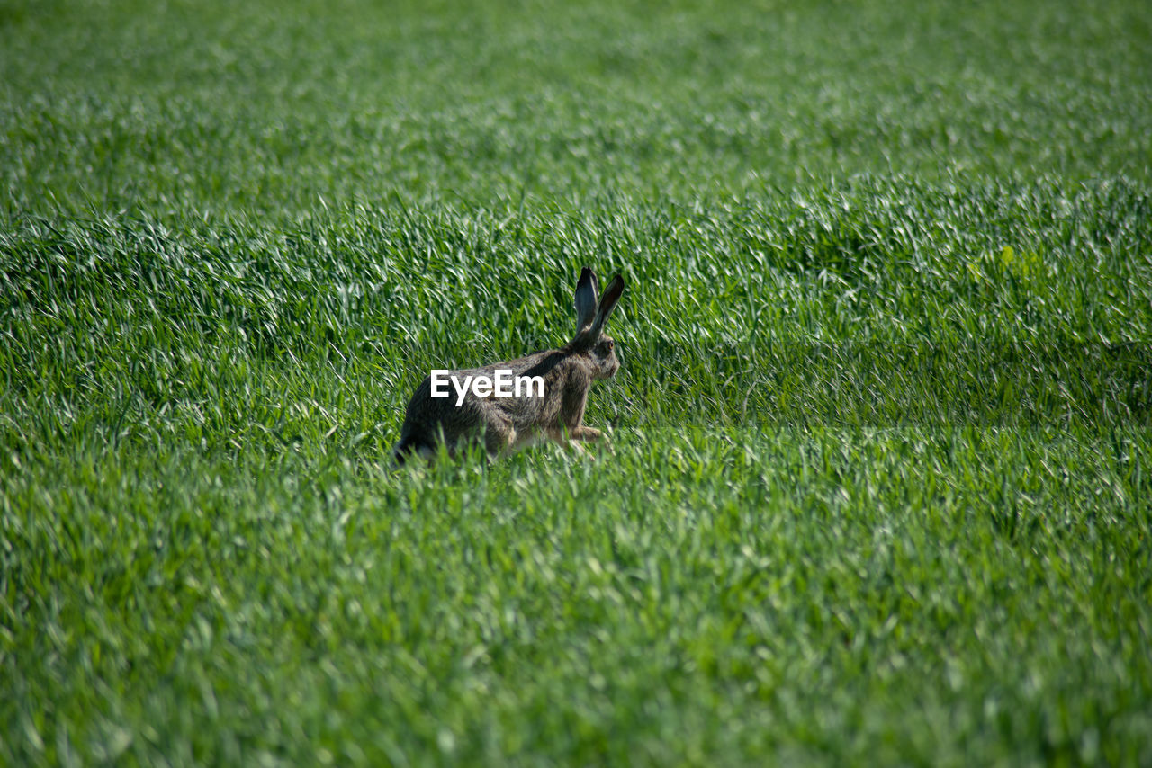 SIDE VIEW OF A CAT ON GRASS