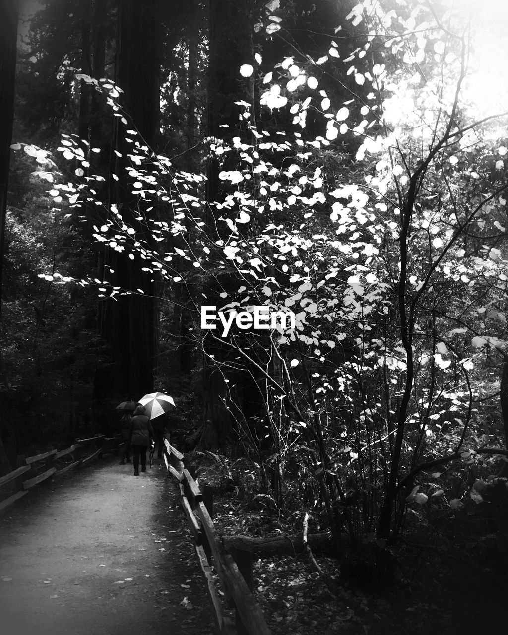 Rear view of people walking in forest