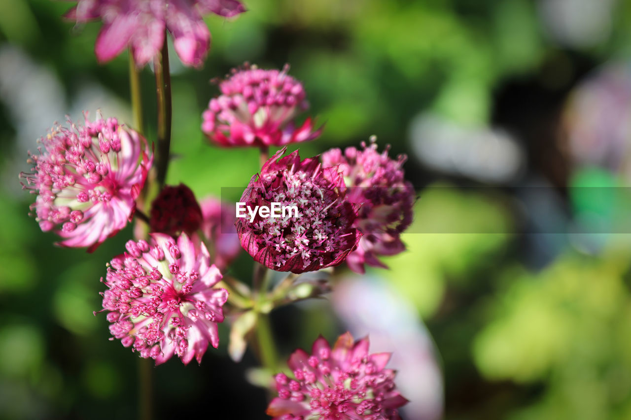 close-up of purple flowering plants