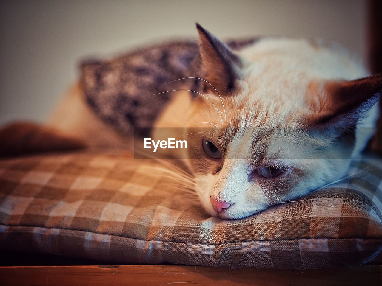 CLOSE-UP OF CAT LYING ON BED