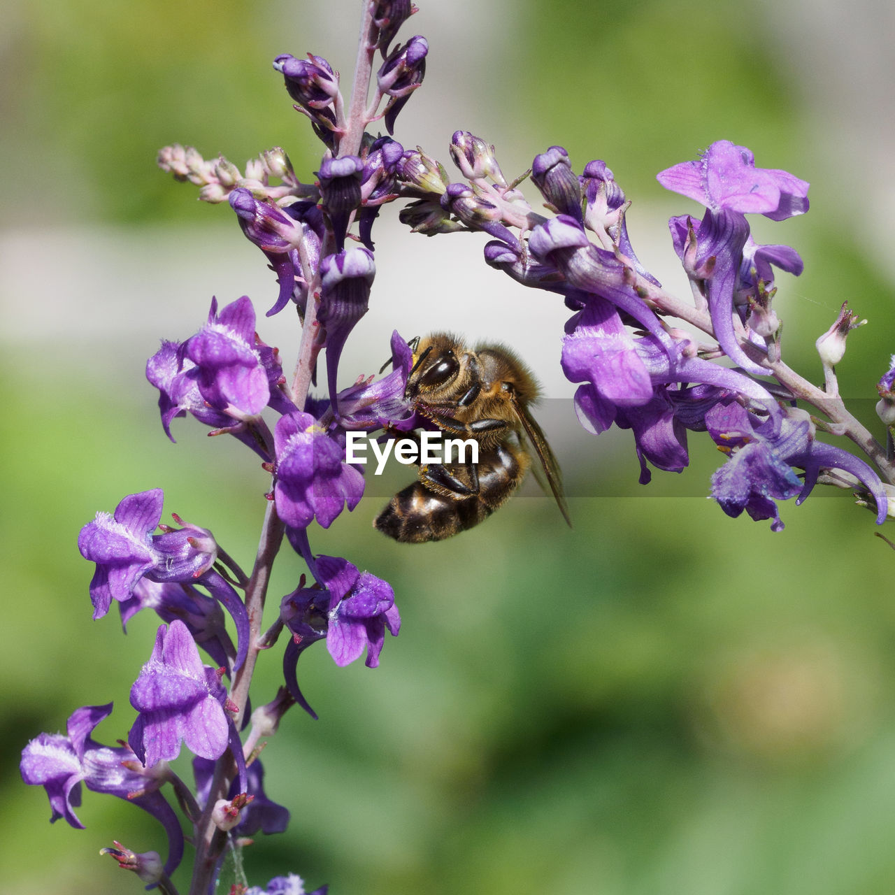 CLOSE-UP OF BEE ON PURPLE FLOWER