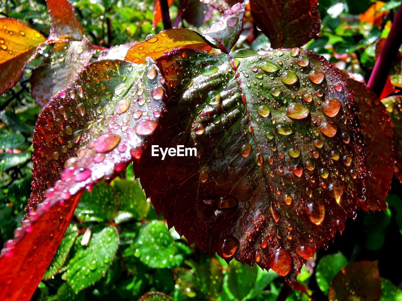 Close-up of wet plant leaves during rainy season