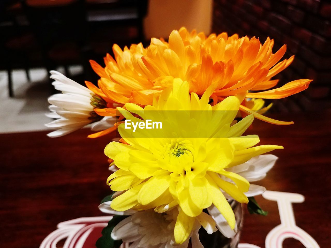 CLOSE-UP OF YELLOW FLOWER BLOOMING IN INDOORS