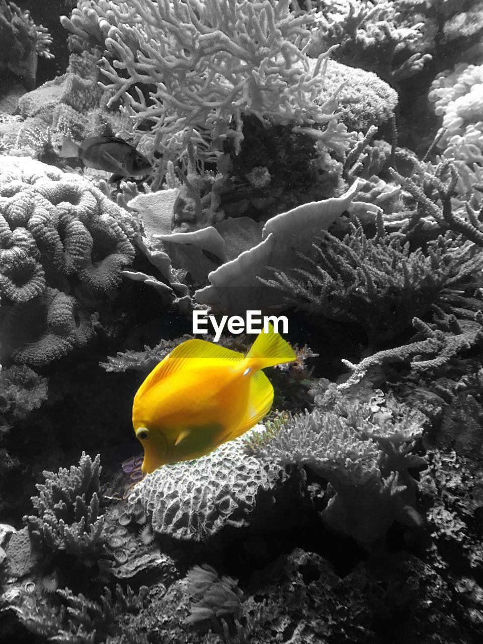 Close-up of yellow surgeonfish swimming undersea against coral