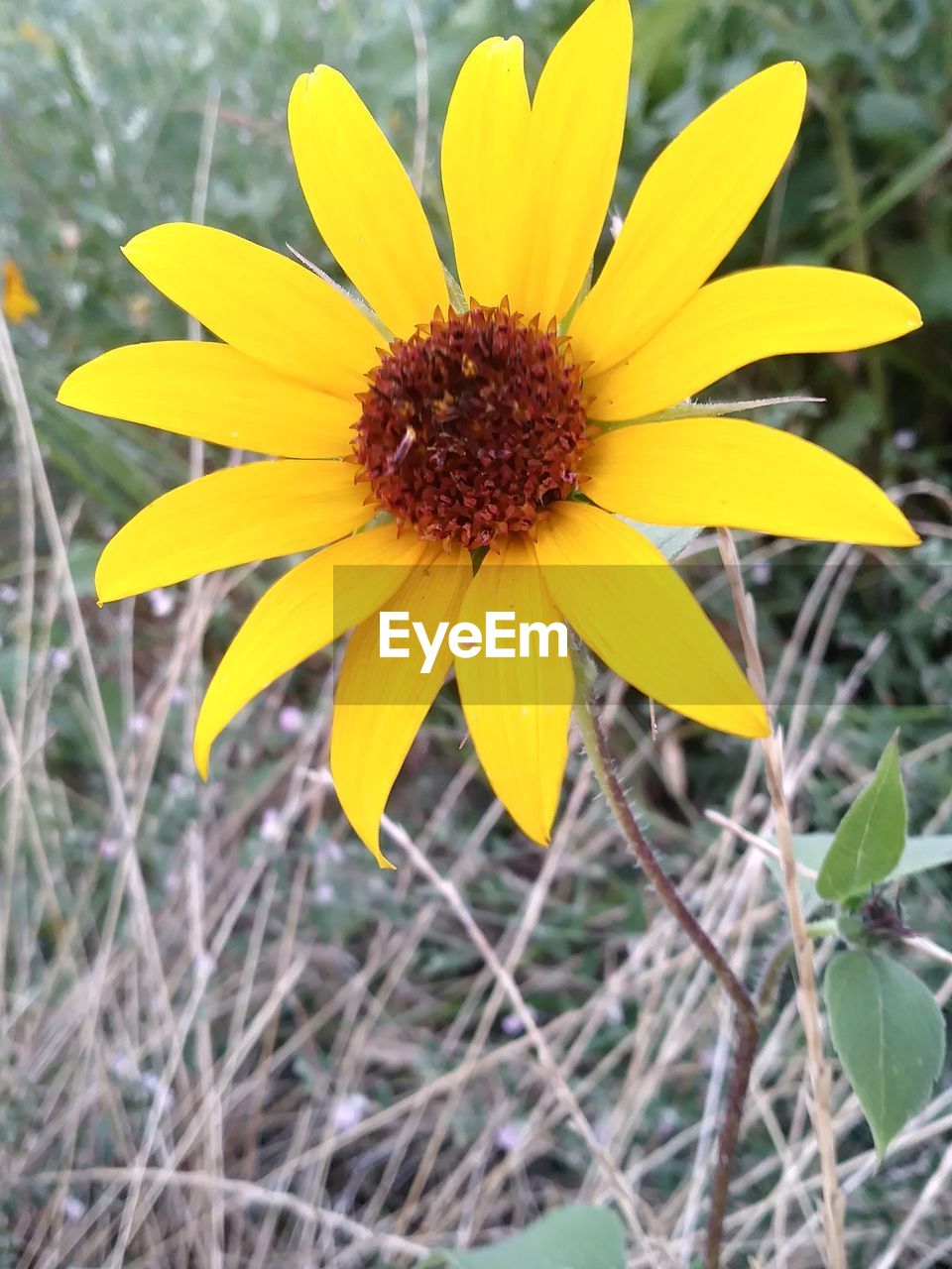 CLOSE-UP OF YELLOW FLOWERS BLOOMING IN FIELD