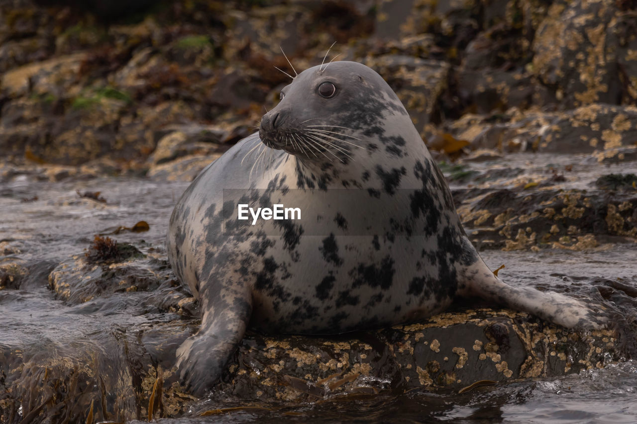 View of a grey seal on a rock