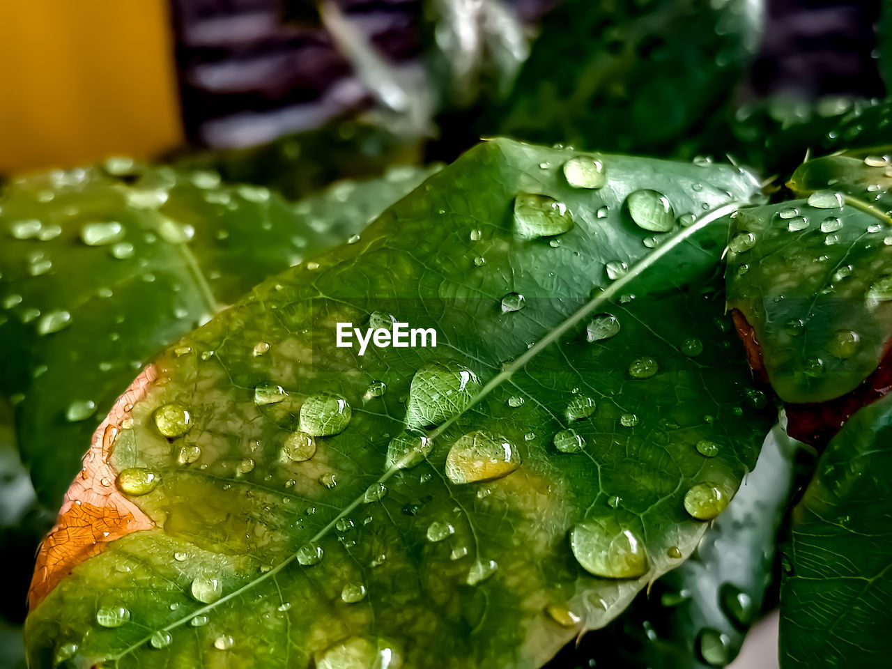 Close-up of wet plant leaves during rainy season