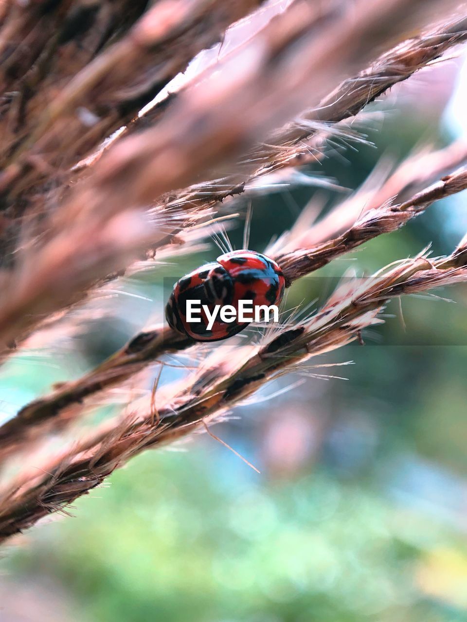 CLOSE-UP OF LADYBUG OUTDOORS