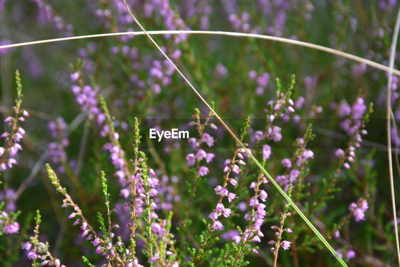 CLOSE-UP OF PURPLE FLOWERING PLANTS