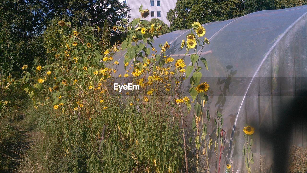 SCENIC VIEW OF FLOWERING PLANTS ON LAND