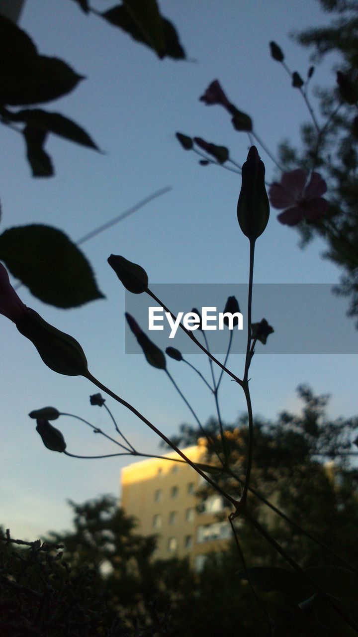 LOW ANGLE VIEW OF SILHOUETTE PLANTS AGAINST SKY