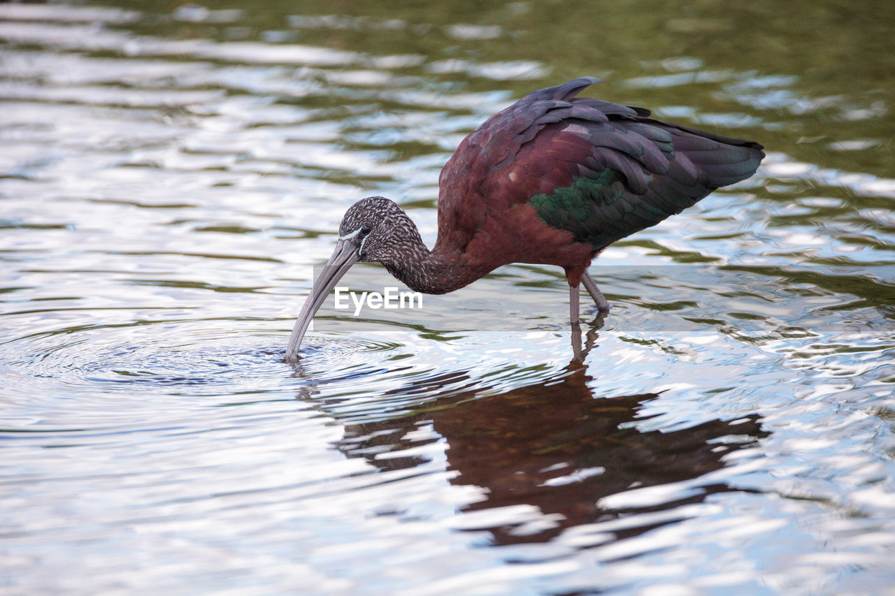 BIRD DRINKING WATER IN LAKE