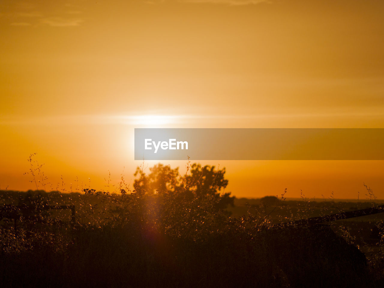 Silhouette trees on field against orange sky