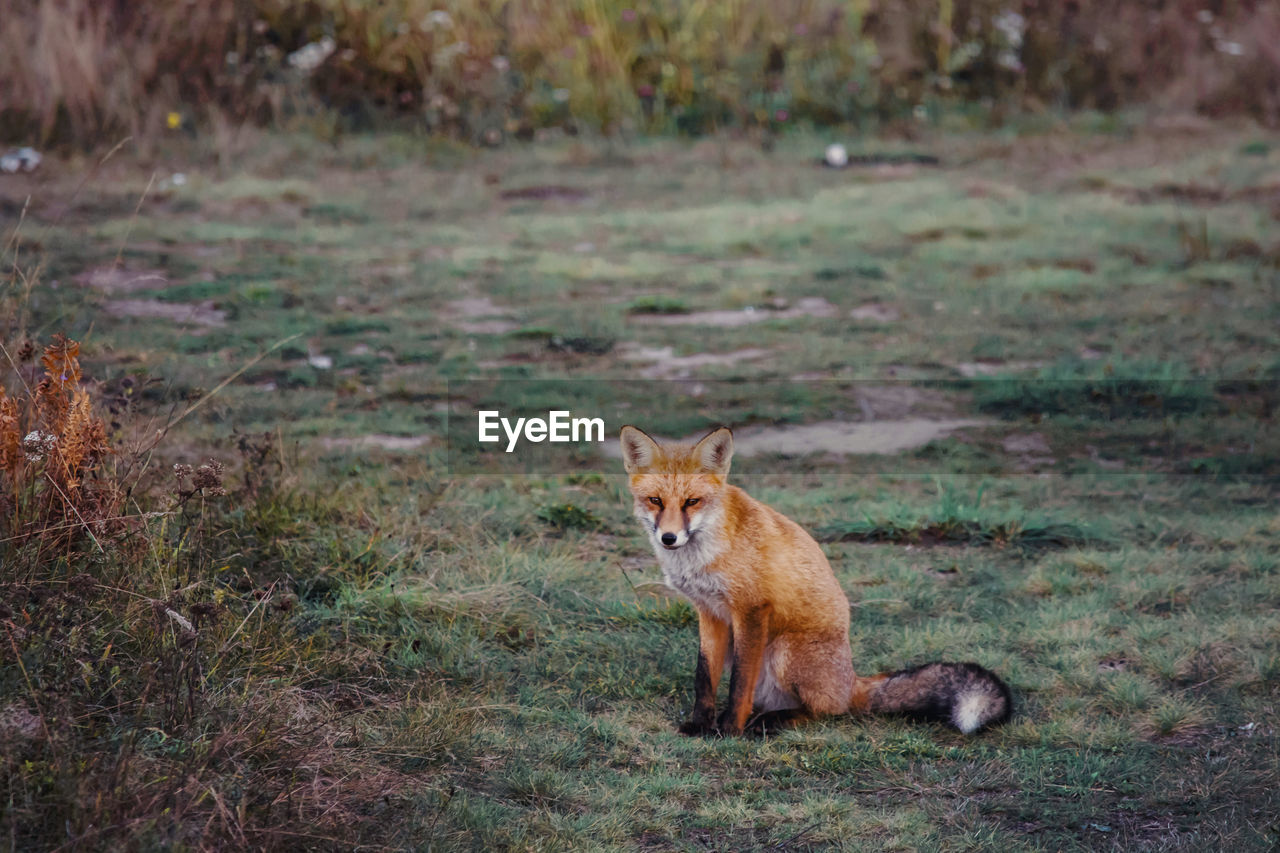 Autumn portrait of a wild fox