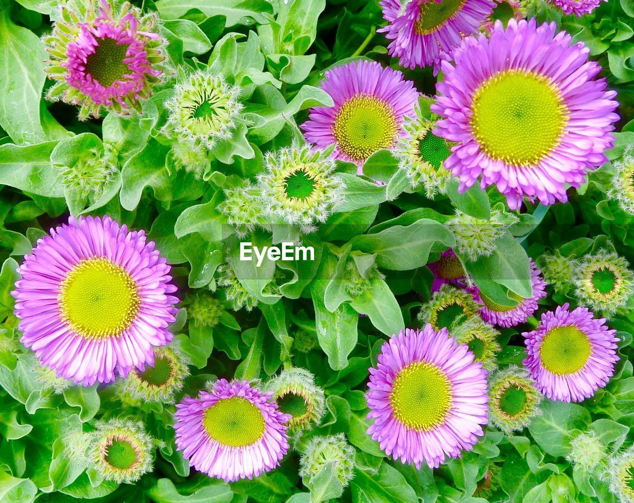 HIGH ANGLE VIEW OF FRESH PURPLE FLOWERS BLOOMING IN PARK