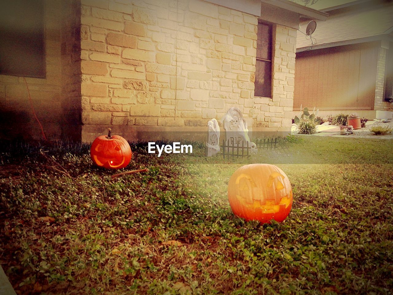 VIEW OF RED AND PUMPKINS