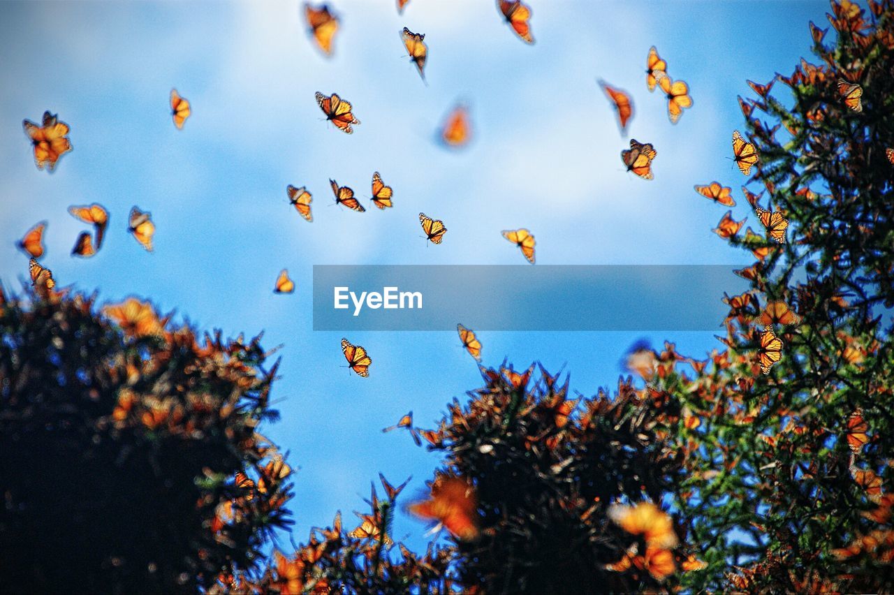 Low angle view of butterflies flying by trees against sky