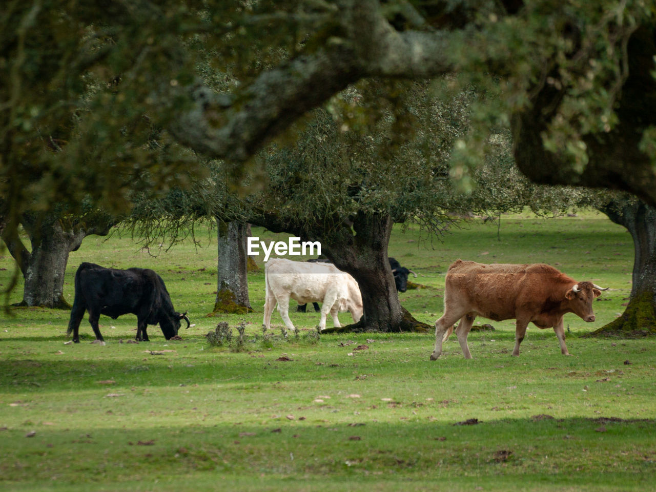 Cows grazing on field