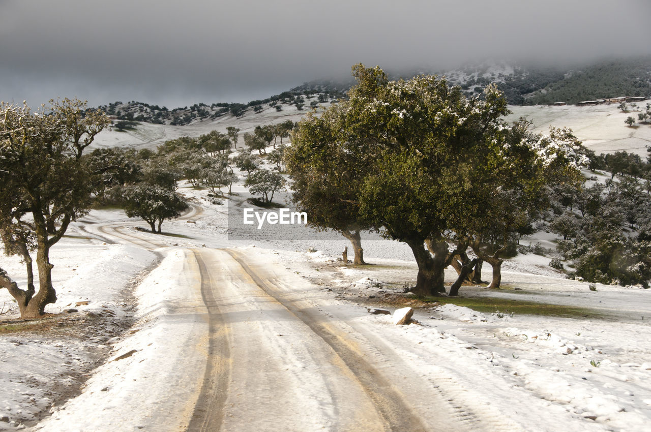 Road amidst trees against sky during winter