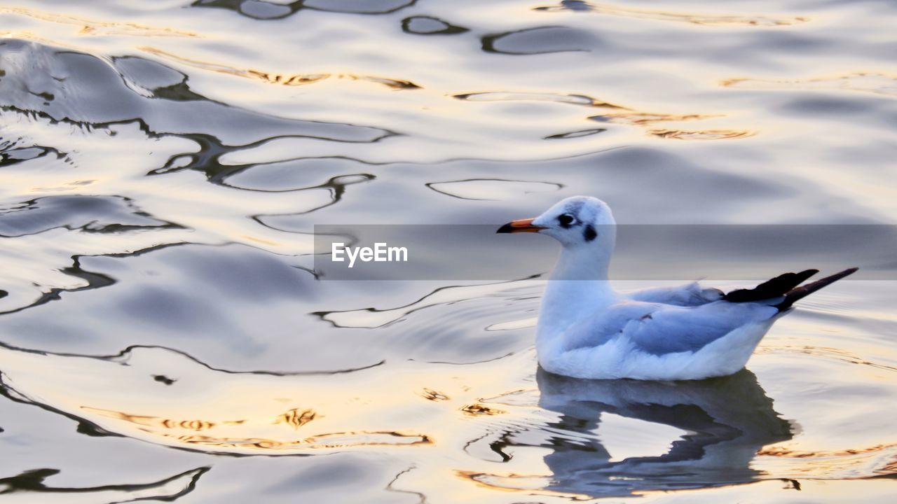 SEAGULL SWIMMING IN LAKE