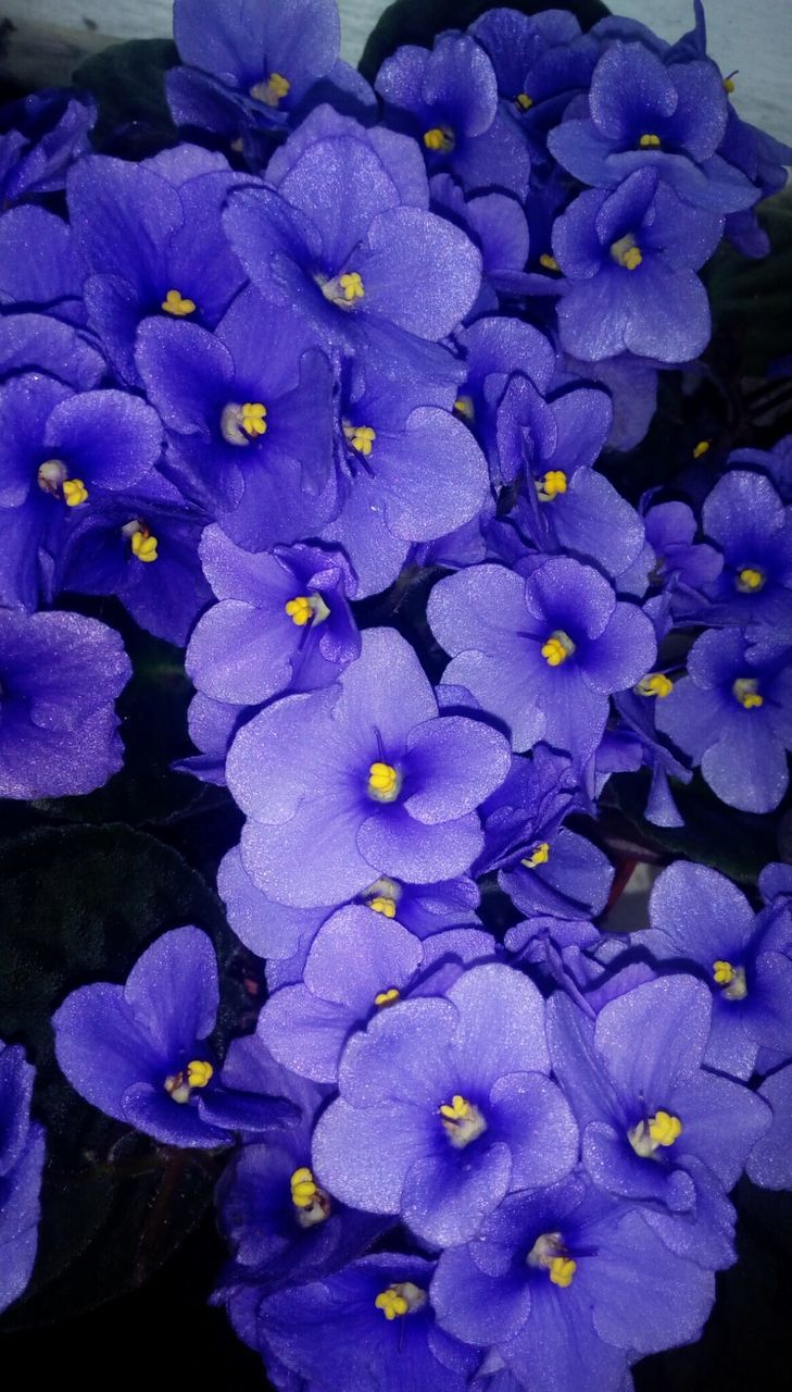 CLOSE-UP OF PURPLE FLOWER BLOOMING OUTDOORS