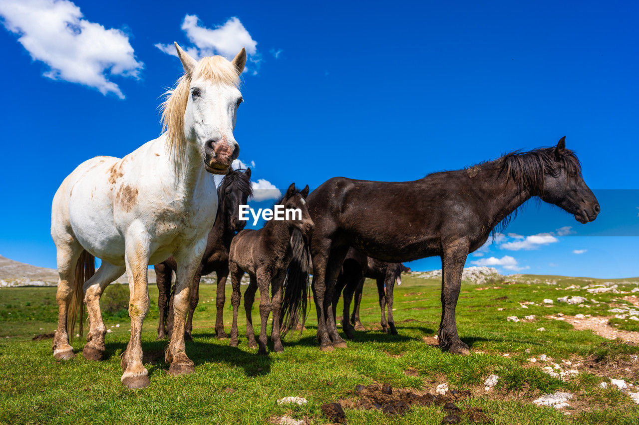 horse standing on grassy field