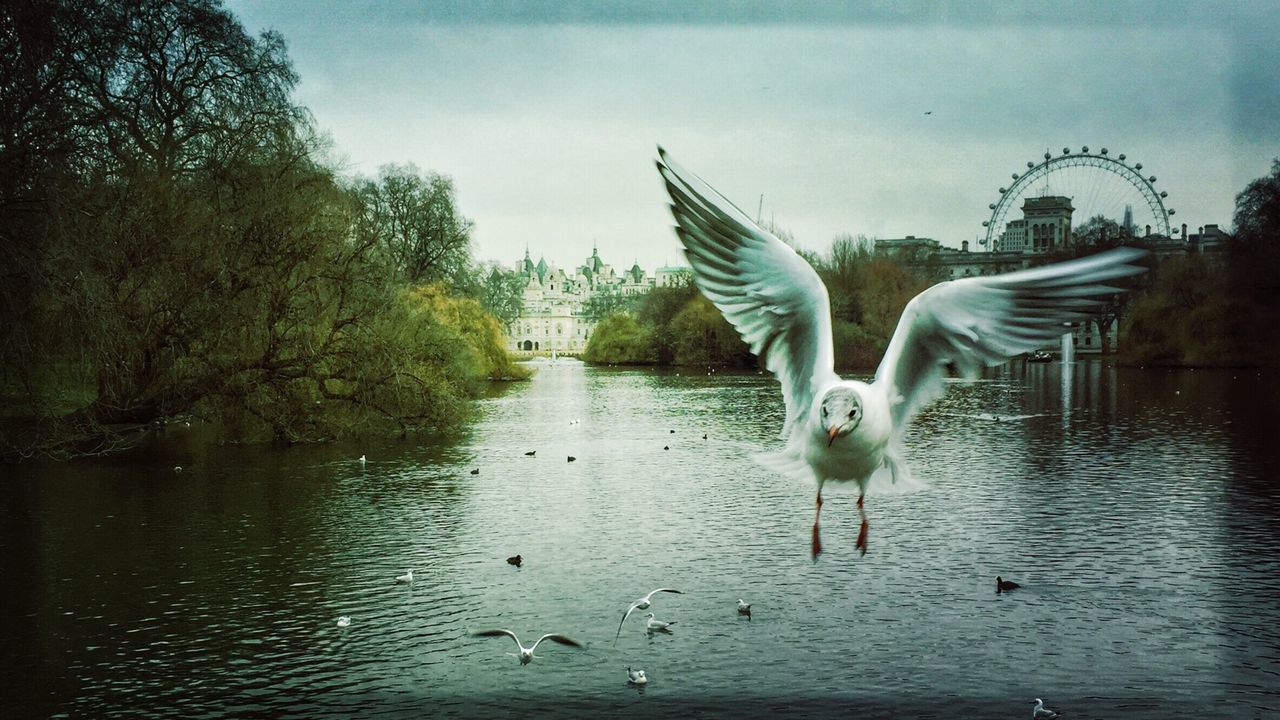 Seagull flying over lake with ferris wheel in background