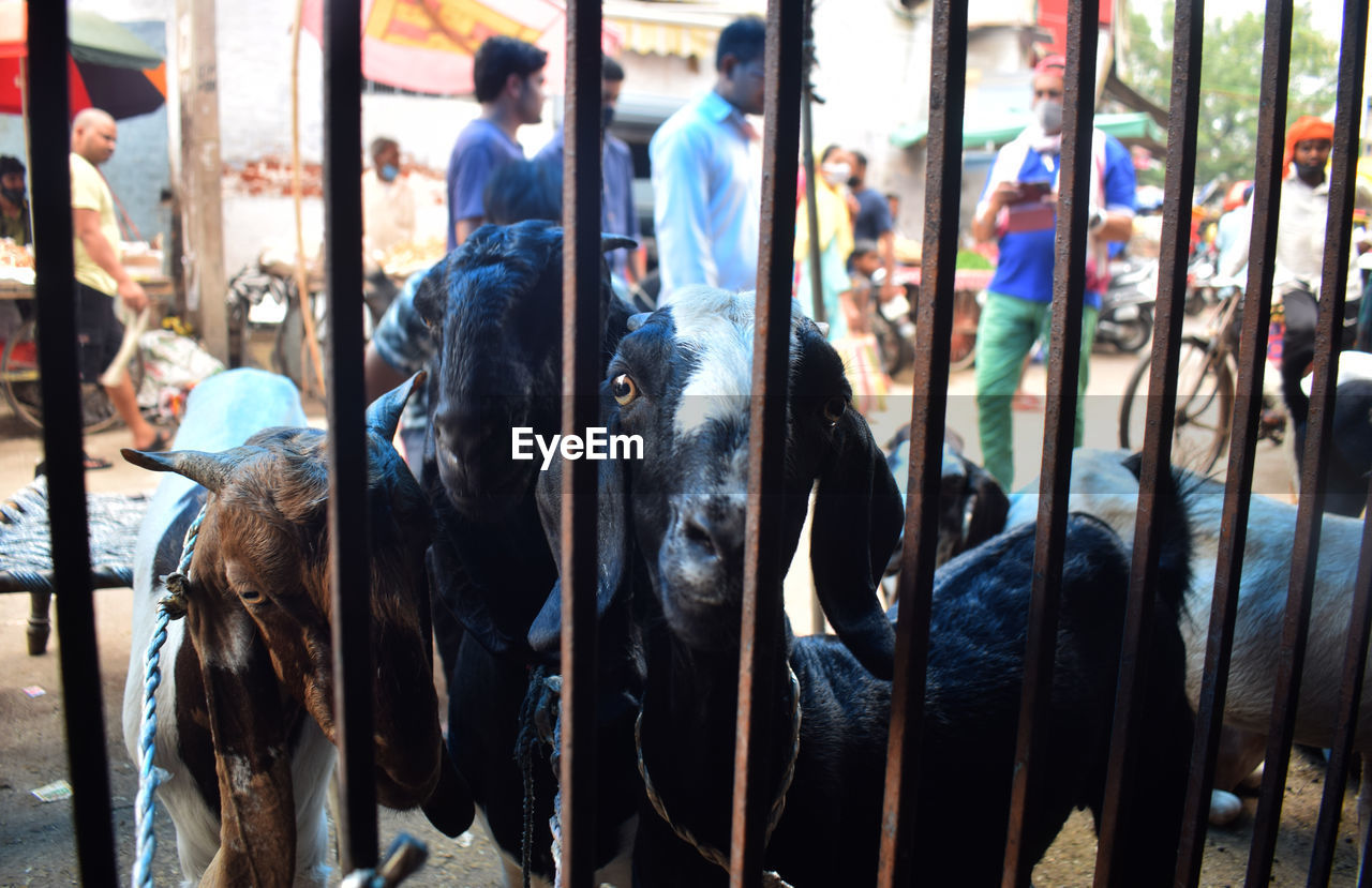 People shopping of goats for festival eid in the market. gurgaon, haryana, india. july 20, 2021. 