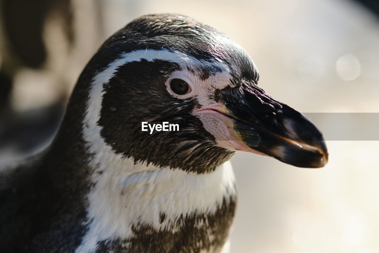 CLOSE-UP OF DUCK