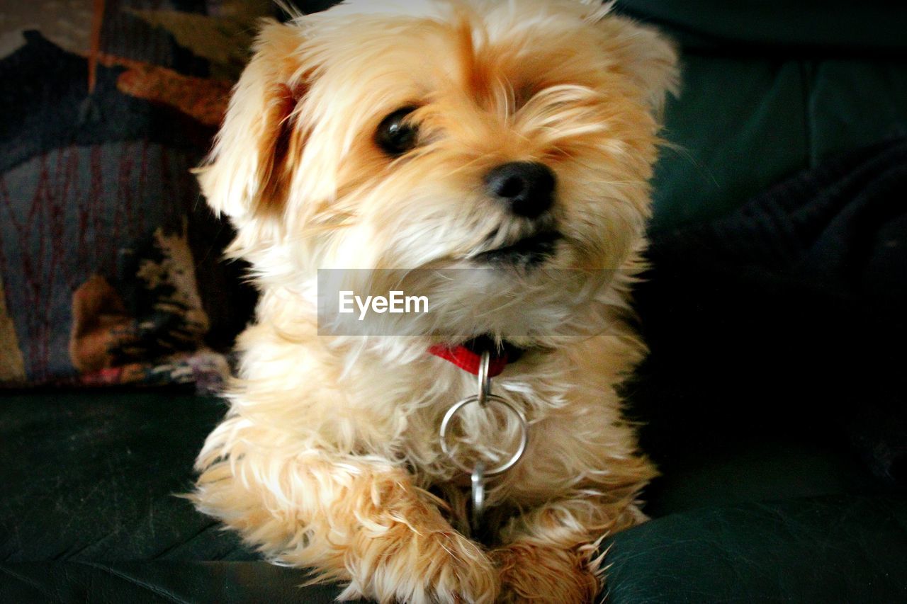 PORTRAIT OF DOG