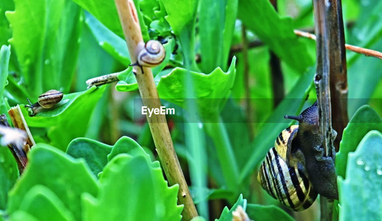 animal wildlife, animals in the wild, animal themes, animal, green color, plant, vertebrate, one animal, plant part, leaf, bird, nature, close-up, no people, growth, day, beauty in nature, invertebrate, insect, selective focus