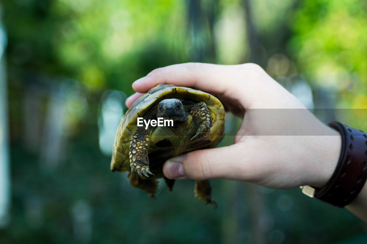 Close-up of man holding turtle