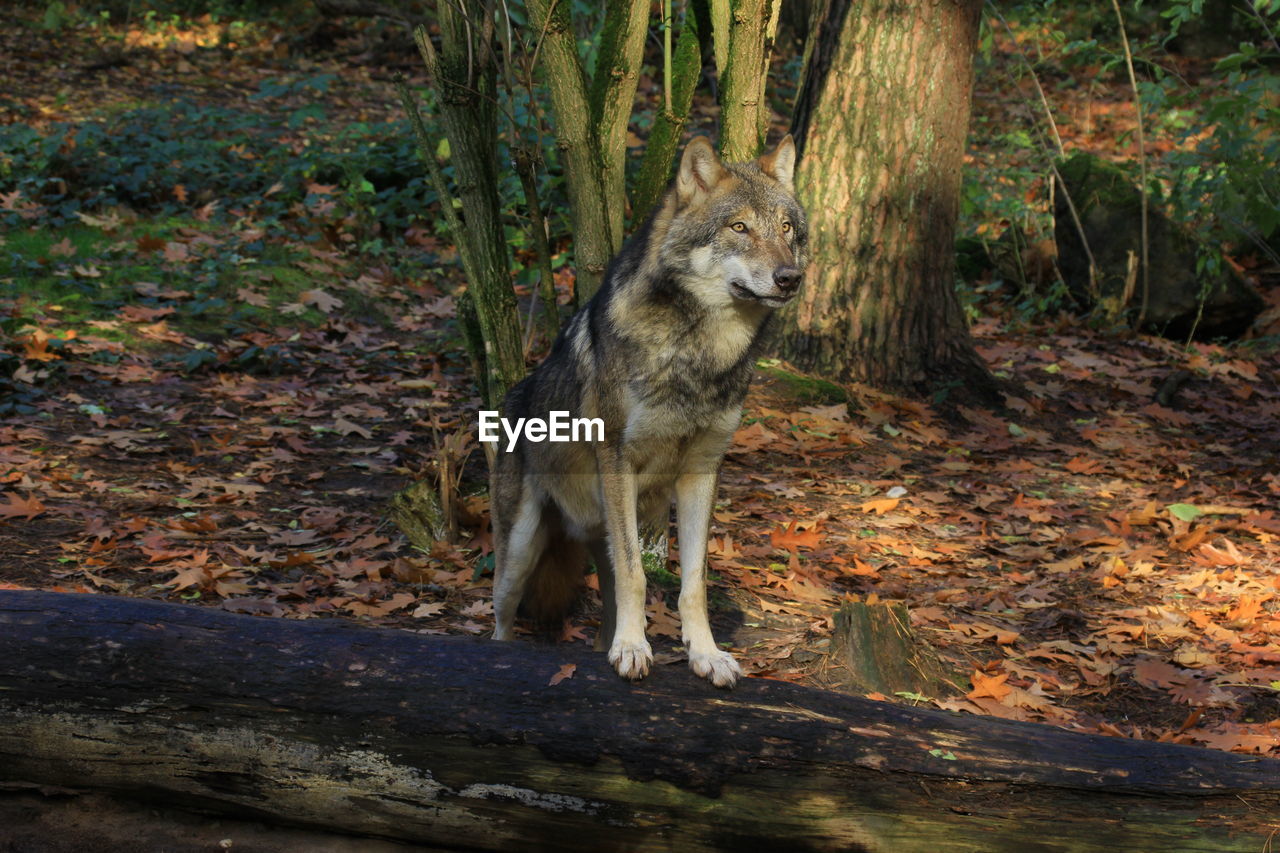 DOG STANDING IN FOREST